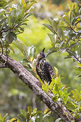 Ornate Hawk-Eagle (Spizaetus ornatus)
