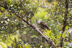 Ornate Hawk-Eagle (Spizaetus ornatus)