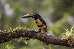 Collared Aracari (Pteroglossus torquatus)