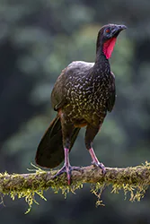 Crested Guan (Penelope purpurascens)