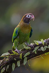 Brown-hooded Parrot (Pyrilia haematotis)