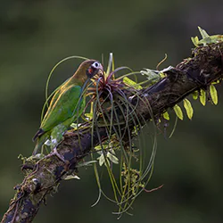 Brown-hooded Parrot (Pyrilia haematotis)