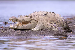 American Crocodile (Crocodylus acutus)