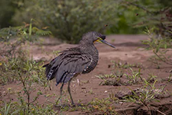 Bare-throated Tiger Heron (Tigrisoma mexicanum)