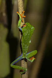Red-eyed Tree Frog (Agalychnis callidryas)