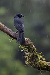 Melodious Blackbird (Dives dives)