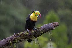 Keel-billed Toucan (Ramphastos sulfuratus)