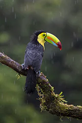 Keel-billed Toucan (Ramphastos sulfuratus)