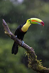 Keel-billed Toucan (Ramphastos sulfuratus)