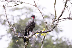 Crested Guan (Penelope purpurascens)