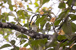 Bright-rumped Attila (Attila spadiceus)