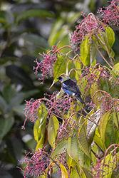 Golden-hooded Tanager (Tangara larvata)