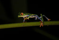 Red-eyed Tree Frog (Agalychnis callidryas)