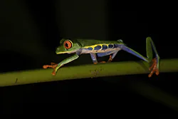 Red-eyed Tree Frog (Agalychnis callidryas)