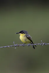 Common Tody-flycatcher (Todirostrum cinereum)