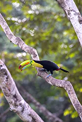 Keel-billed Toucan (Ramphastos sulfuratus)