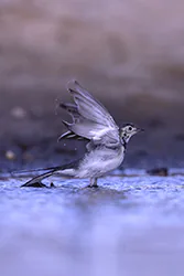 Pliszka siwa (Motacilla alba)