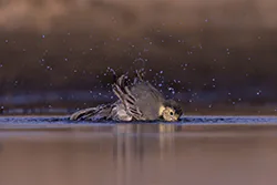 Pliszka siwa (Motacilla alba)