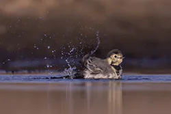 Pliszka siwa (Motacilla alba)