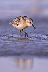 Piaskowiec (Calidris alba)