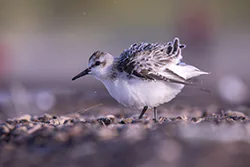 Piaskowiec (Calidris alba)
