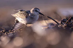 Piaskowiec (Calidris alba)