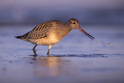 Szlamnik (Limosa lapponica)