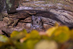 Myszarka leśna (Apodemus flavicollis)