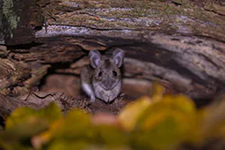 Myszarka leśna (Apodemus flavicollis)