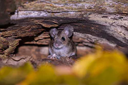 Myszarka leśna (Apodemus flavicollis)