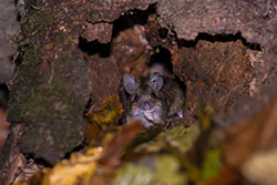 Myszarka leśna (Apodemus flavicollis)
