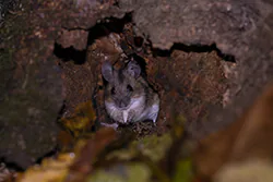 Myszarka leśna (Apodemus flavicollis)