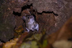 Myszarka leśna (Apodemus flavicollis)