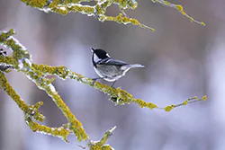 Sikora sosnówka (Parus ater)