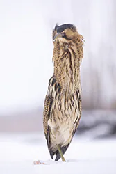 Bąk (Botaurus stellaris)
